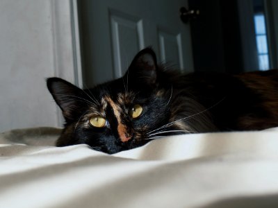 Beauty cat, Pets, Kitten