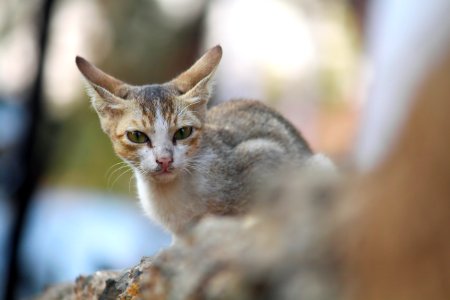 Saphale, India