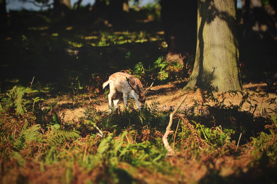 Richmond park, Nature, Richmond