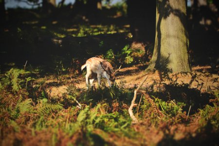 Richmond park, Nature, Richmond