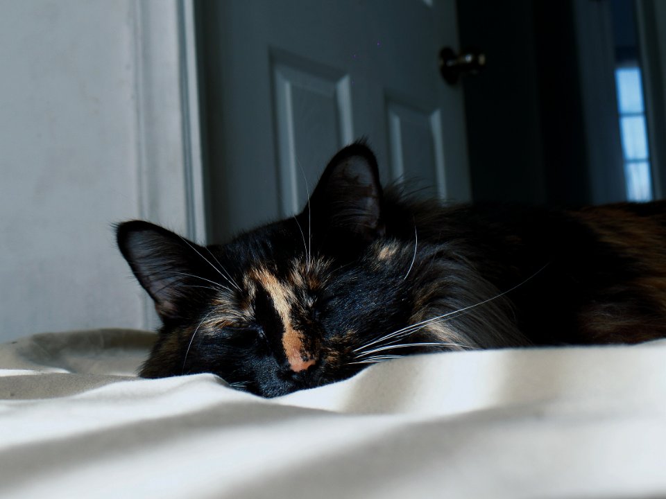 Animals, Cute animal, Pets