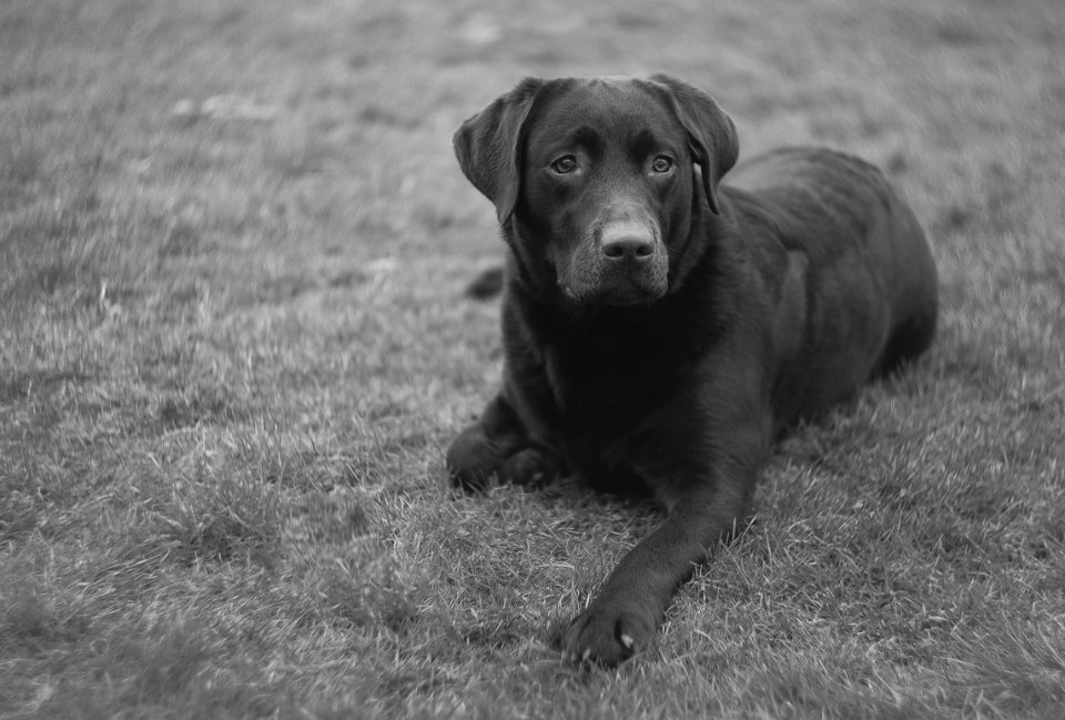 selective focus photo of dog lying on grass photo