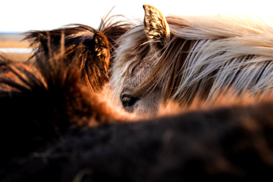 gray and brown animal