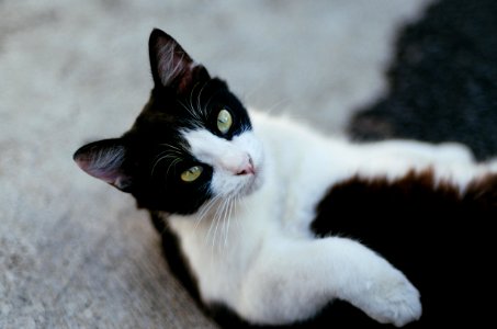 Cat, Black, White photo