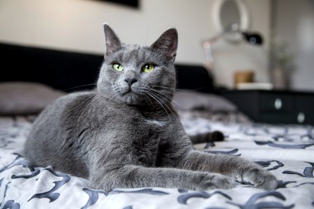 russian blue cat on white and blue textile photo