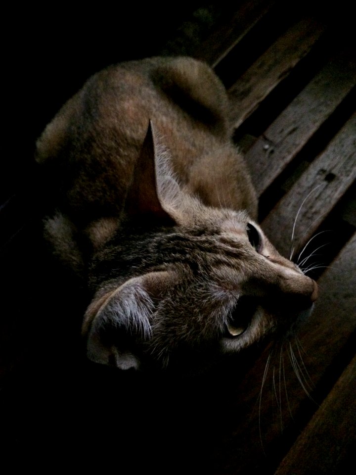 Cat, Meow, Kitten