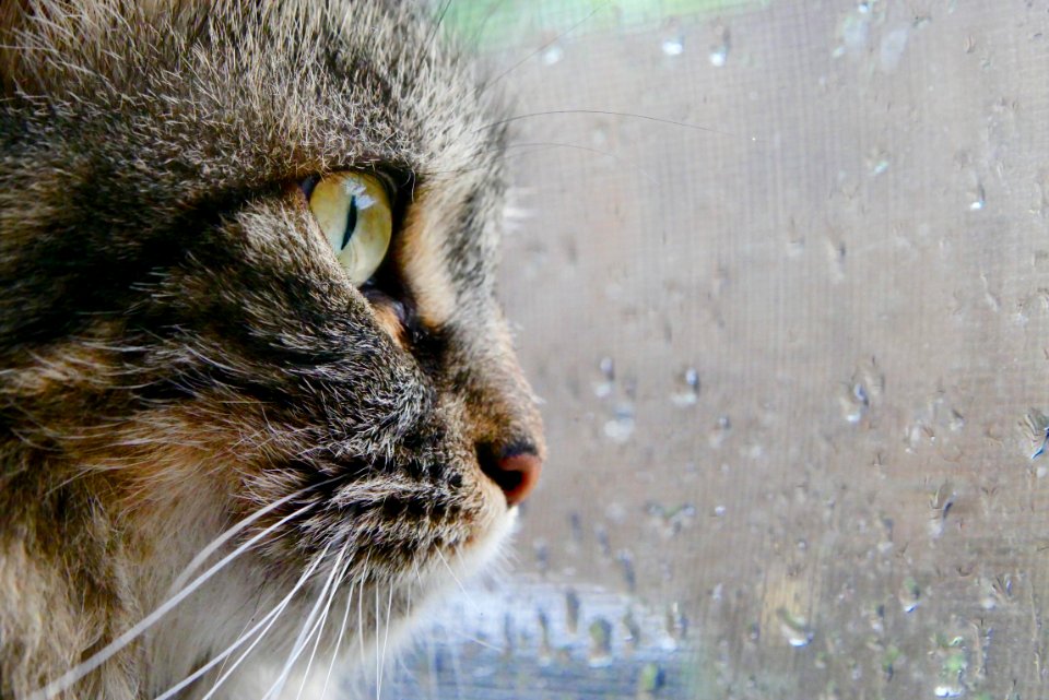 Predator, Window, Adorable