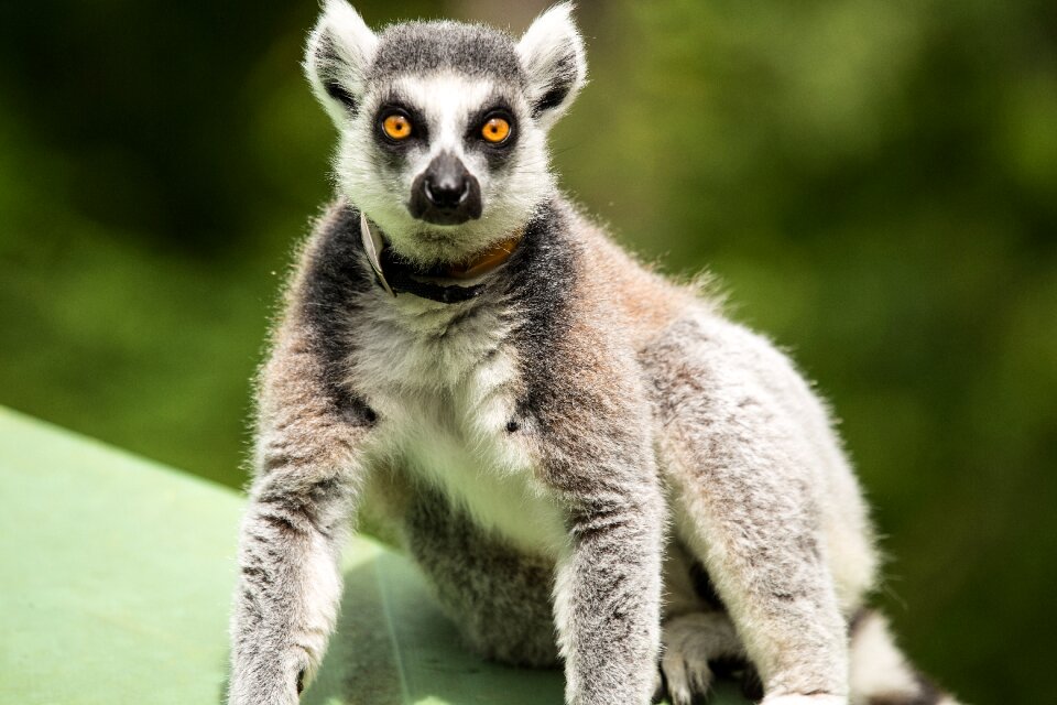 Lemur catta duke lemur center durham nc