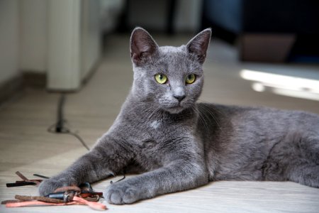russian blue cat lying on brown wooden table