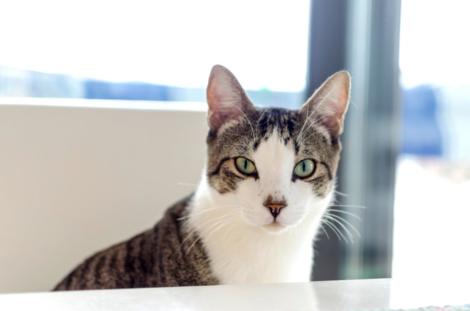 Cute cat, Cat, Tiger