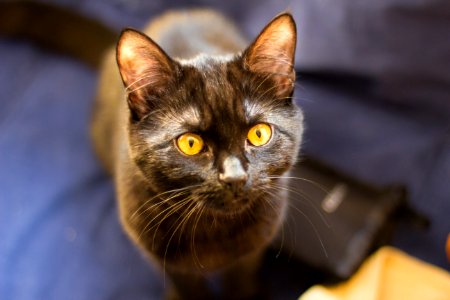 Kitten, Eyes, Cat photo