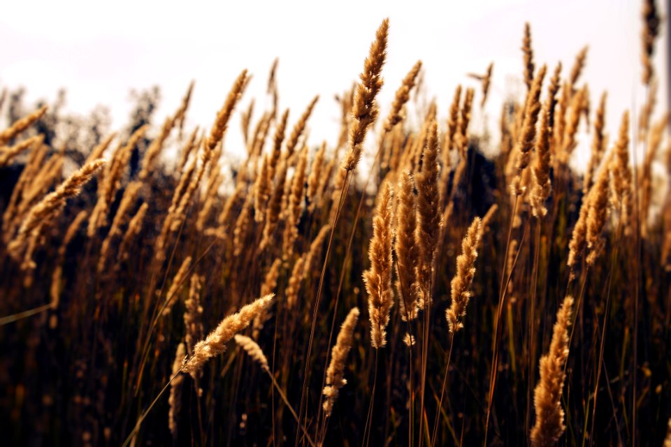 Field