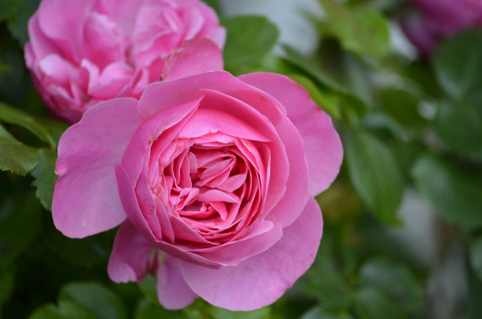 Nature blossom bloom