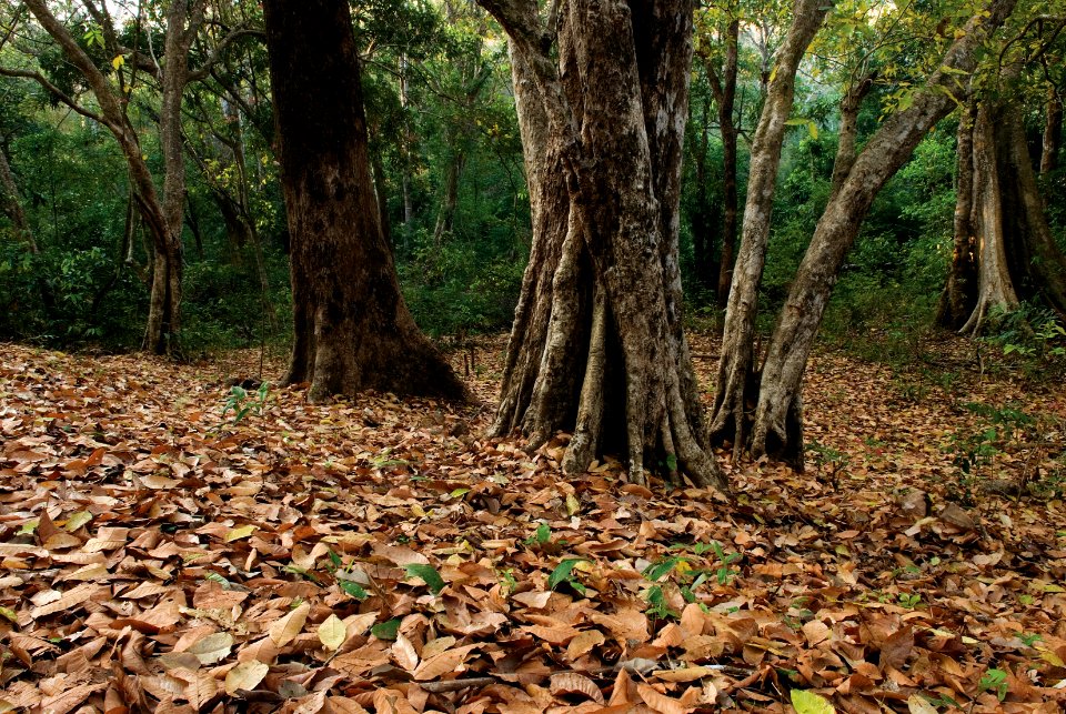 Kerala, India photo