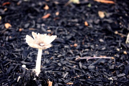 Falmouth, United states, Mulch photo