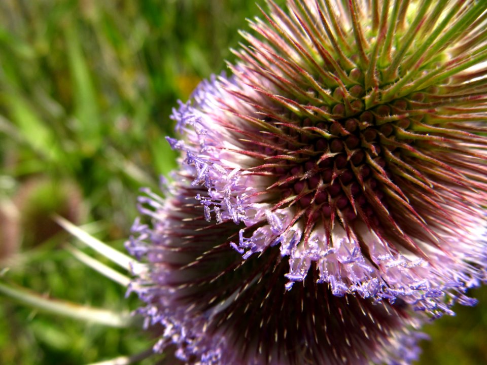 California, United states, Wildflower