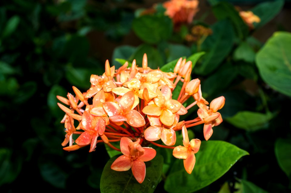 Hawaii, United states, Dew