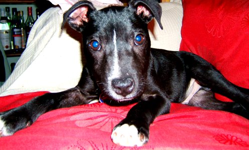 Staffy, Bubble, Pet