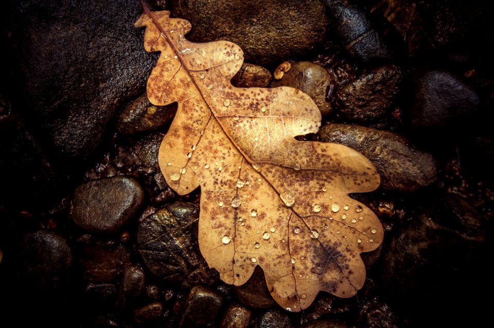 brown leaf on brown stones