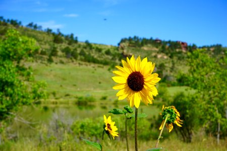 Colorado, Fort collins, Yellow photo