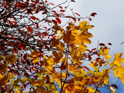 Gachnang, Switzerland, Yellow