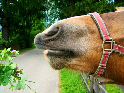 Brown horse snout animal body part nose photo