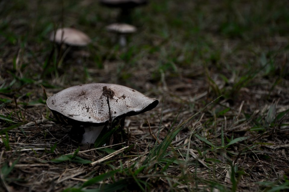 Carapicuiba, Brazil, Mushroom