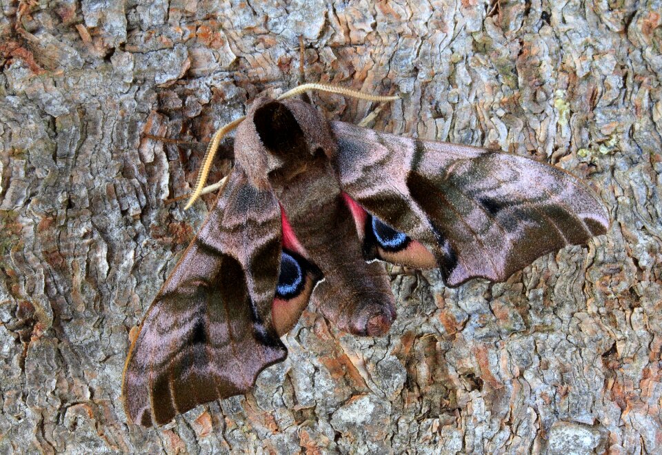 Sphingidae wings hawk-moths
