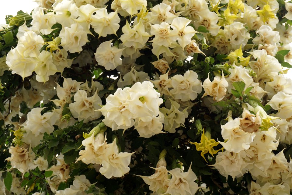 Valparaso, Chile, Floral