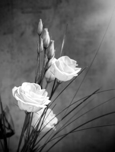 Bloom white white flower