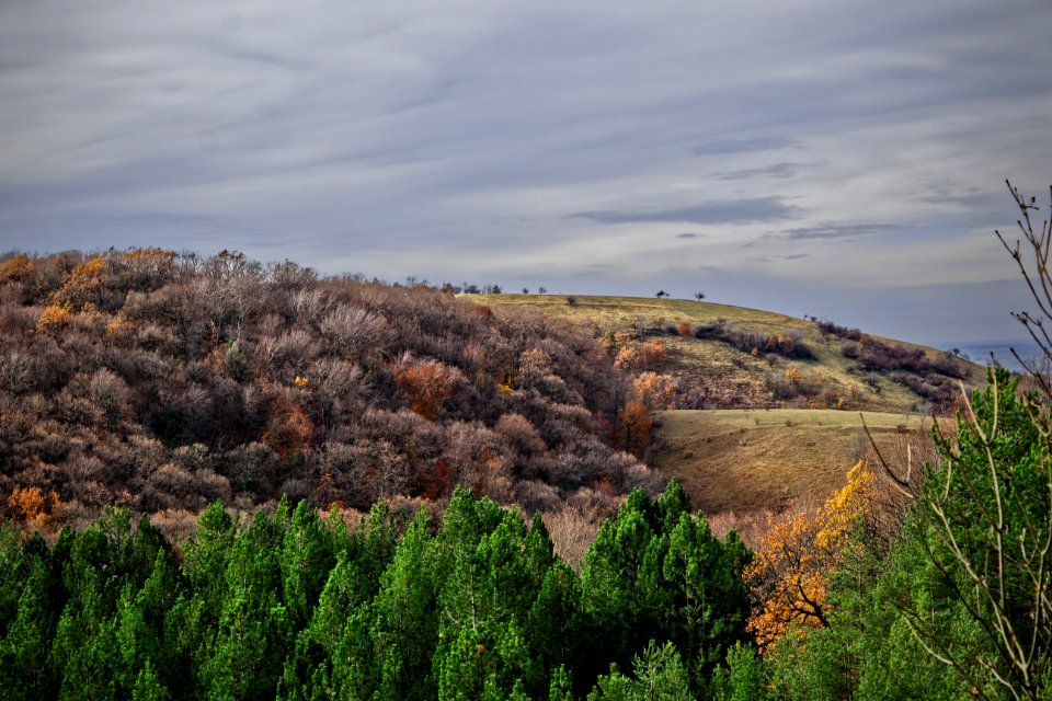Fru ka gora, Trees, Hill