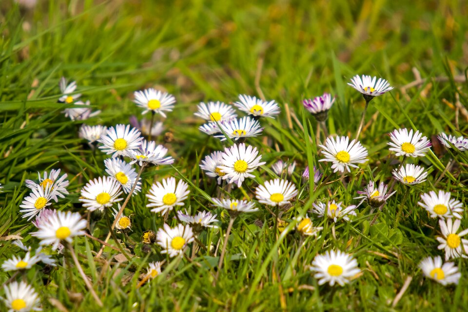 Bloom plant nature