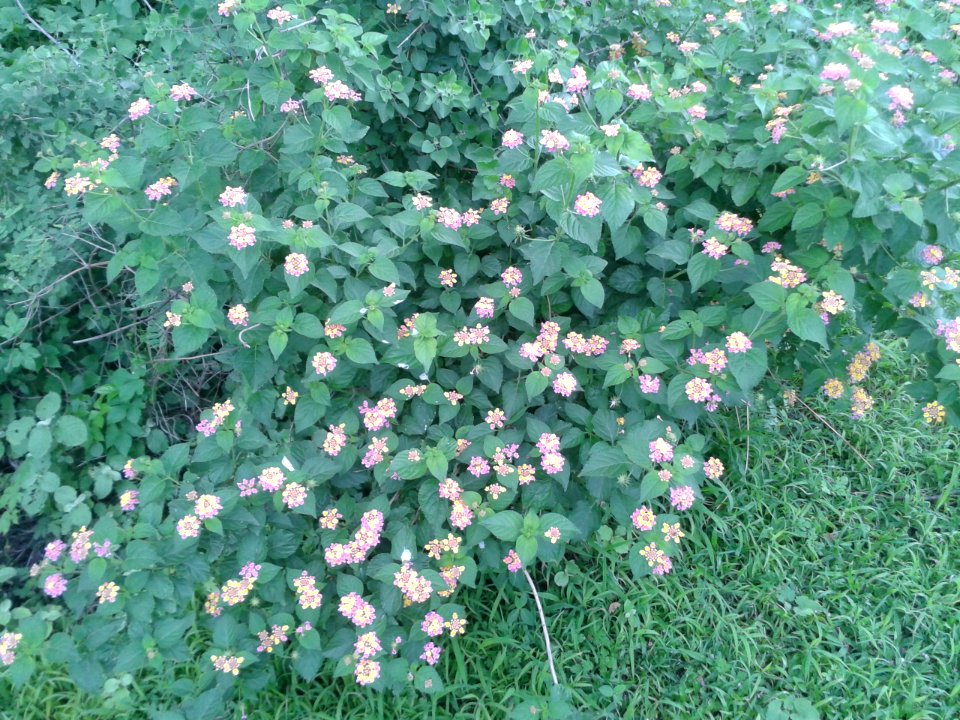 Flowes