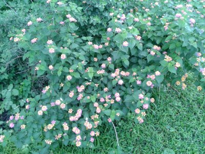 Flowes