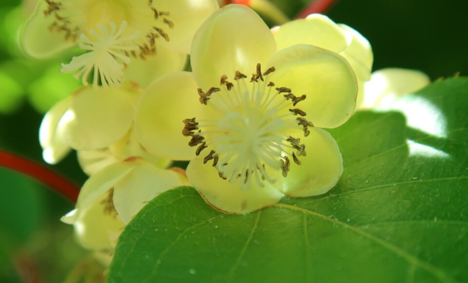 Spring branch flora