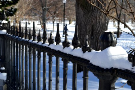 Boston, Nature, United states