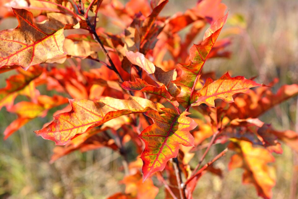 Autumn gold nature leaf
