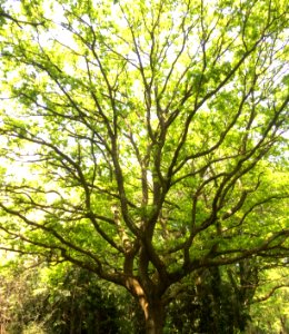 Nature, Big, Leaves