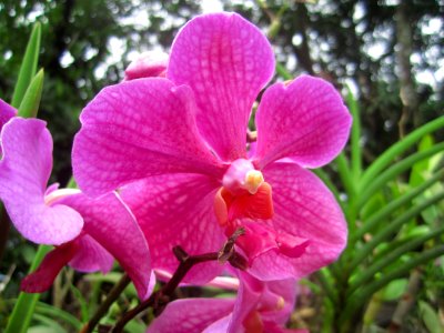 Tuy, Philippines, Flower