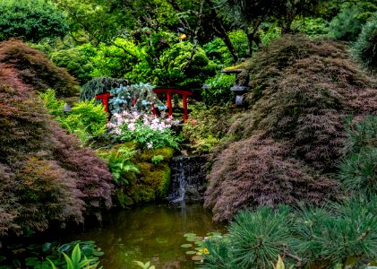 Butchart gardens, Brentwood bay, Trees