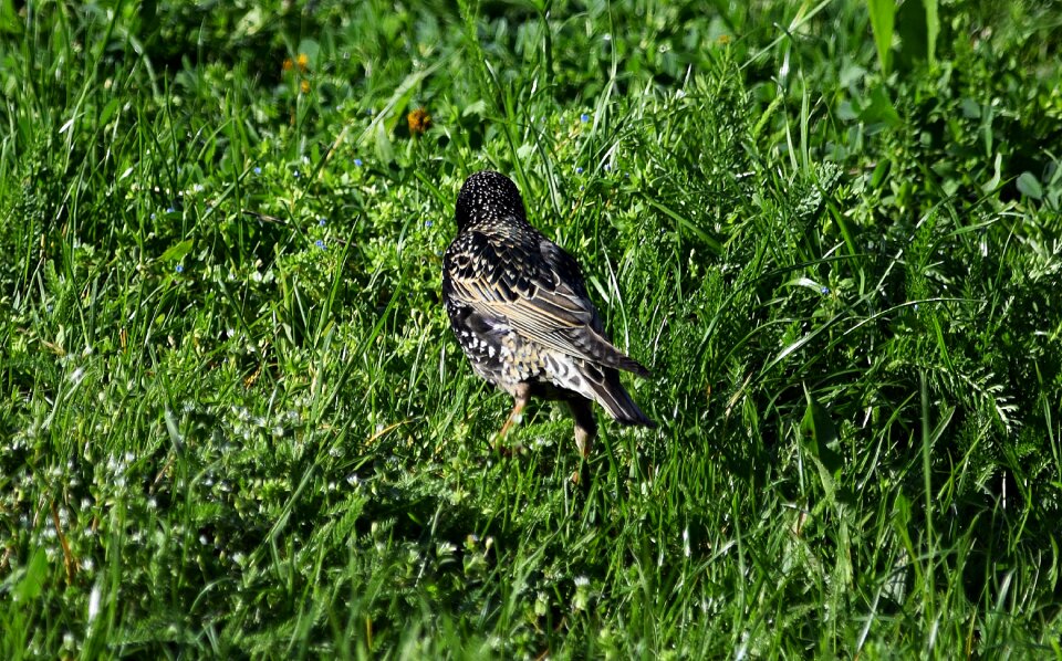Meadow meadow grass blade of grass