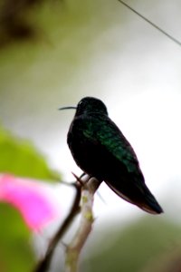 Peace lodge, Costa rica