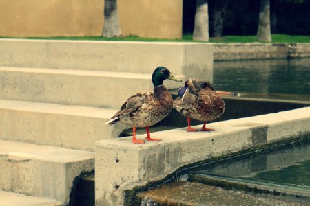 Avenue of the arts, Costa mesa, United states photo