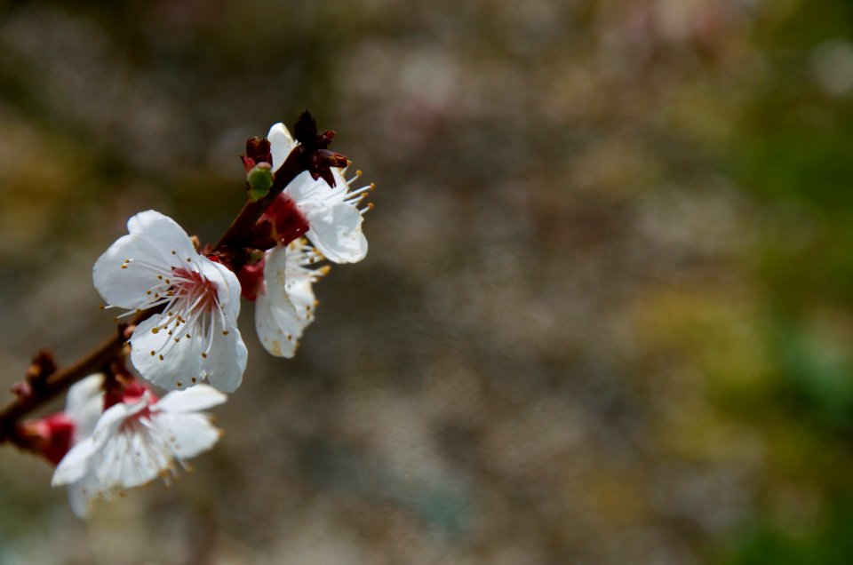 Tree, Bloom