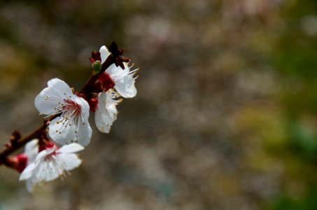 Tree, Bloom