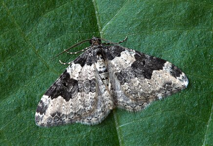 Lepidoptera leaf invertebrate