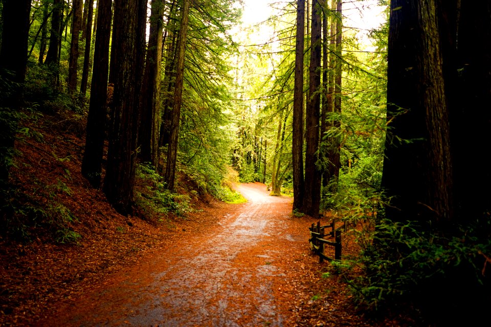 Redwood regional park, Oakland, United states