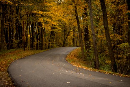gray concrete road surrounded by trees photo