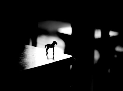 Contrast, Toy, Horse
