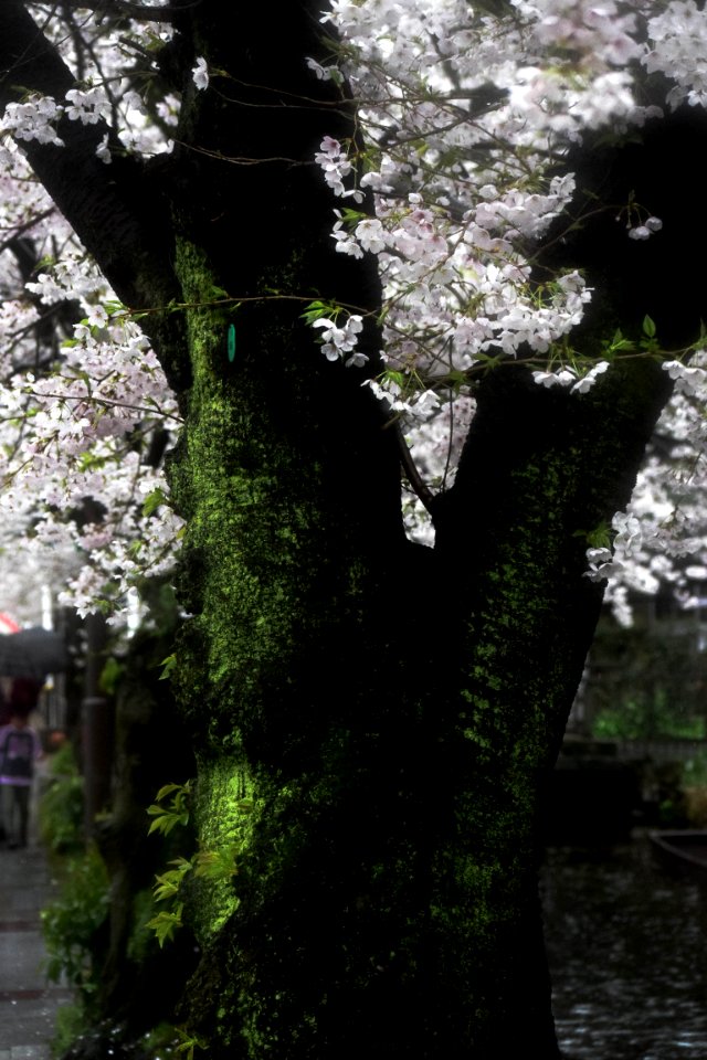 Kyoto, Japan, Vertical